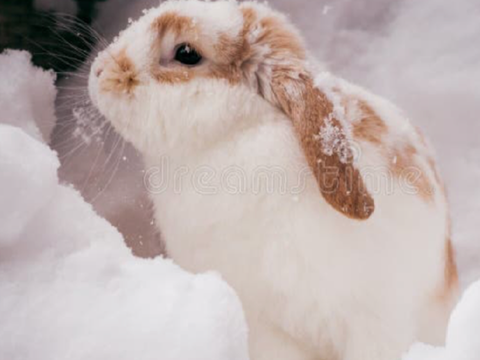 Bunnies