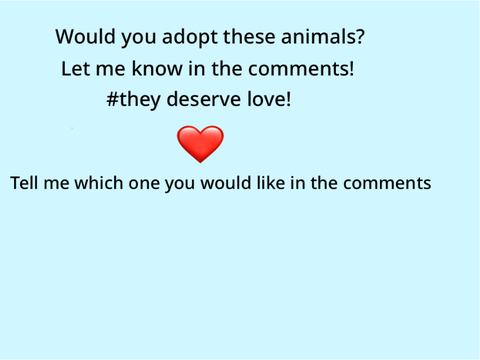 Animal adoption - they deserve love! 