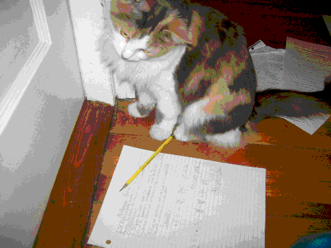 My cat h8s math