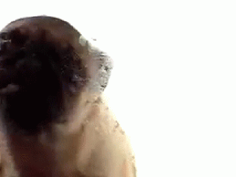 Soooooooo cute pug liking screen