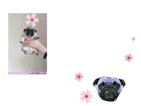 Love pugs