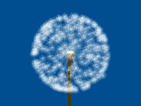 Dandelion Blowing remix but more realistic