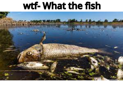 what the fish man