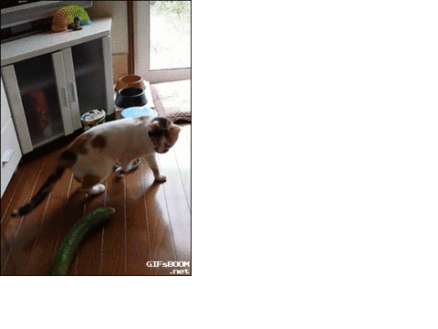 Cat VS Cucumber Infinite 