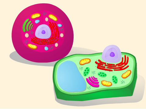 Animal and Plant Cells - Model and Game