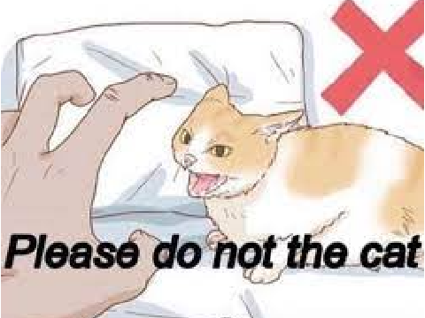 Please do not the cat