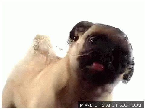 glitch pug 2.0!!