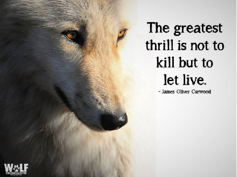 Wolves, Will You Watch Them Die?  remix