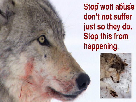Don't Let Wolves Suffer remix