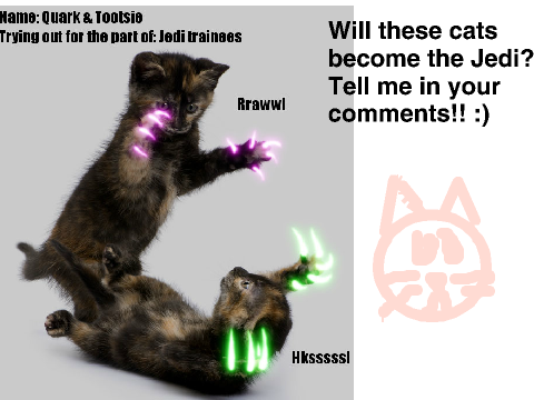 Jedi Cats in training