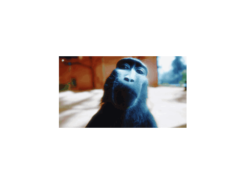 monkey rizz