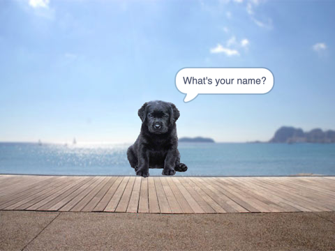Chat w a puppy