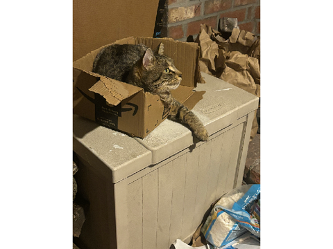 why is this cat
