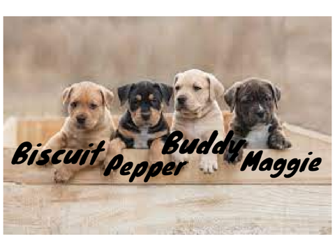 I adopted Biscuit, Pepper, Buddy, & Maggie