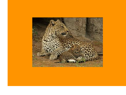 Animals that are treated cruelty!