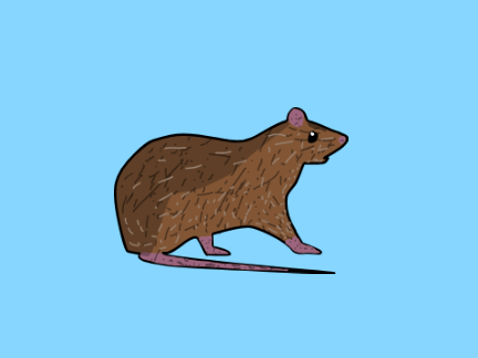 my rat entry