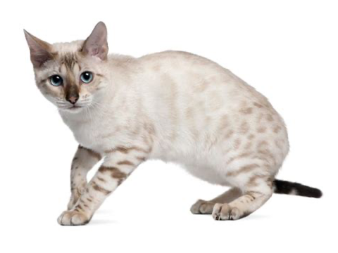 Heatherpaw for BriarClan RP (OC)