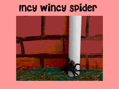 incywincy