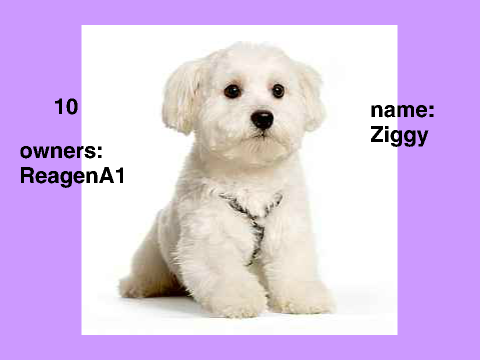 Adopt an Animal