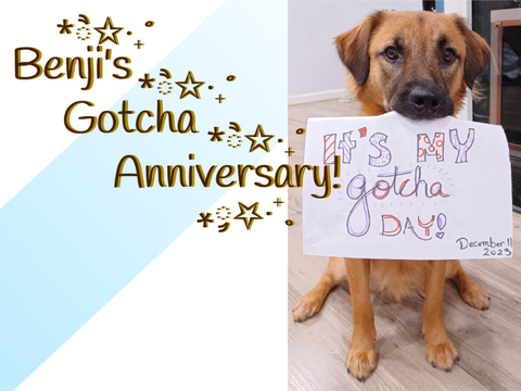 Benji's Gotcha Anniversary!