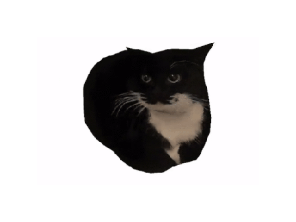 < Cat Spinning >