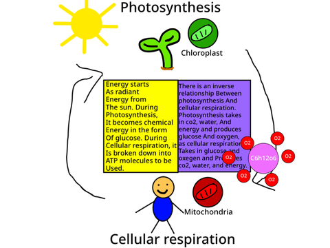 Photosynthesis and Cellular Respiration (science project)