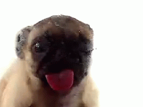 Lickey the Pug
