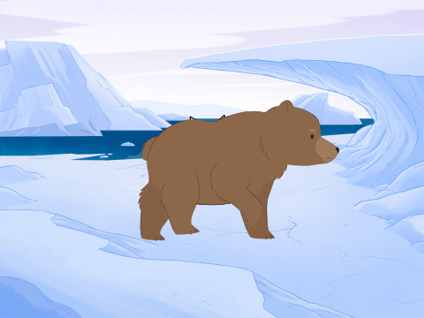 bear pic