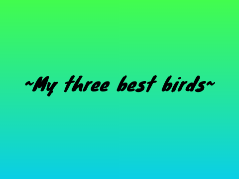 My three best birds!