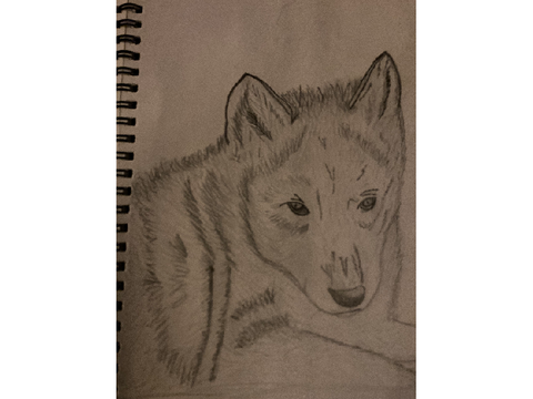 A lil wolf pup sketch
