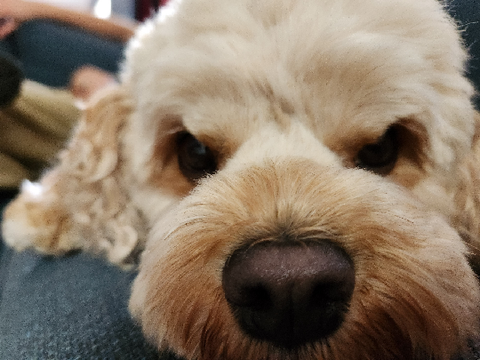happy new year from benji lol