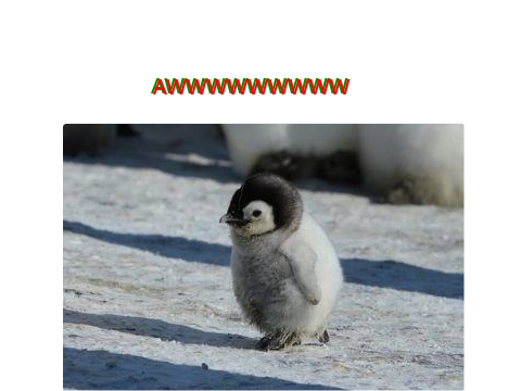 TOP 5 ADORABLE PENGUIN'S