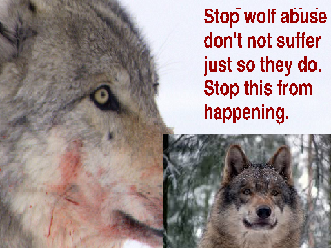 Save the wolves!!!!!!!!!!!!!!!!!!!!!!!!!!!!!!!!!!!!! remix