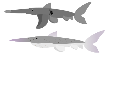 Chinese paddlefish and American paddlefish vectors