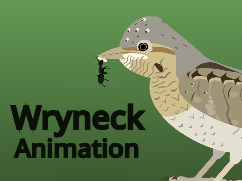 Wryneck Animation