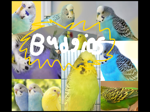 Getting a budgie