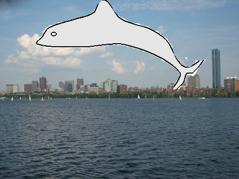 Dolphin in the City