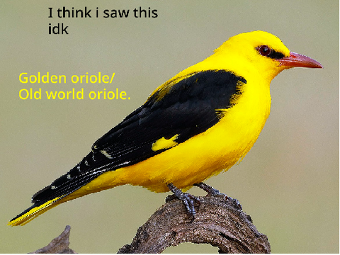 Birds i think i saw..
