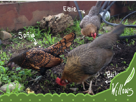 ∫∫ My Chickens ∫∫ <3