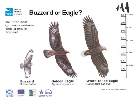 Buzzard or eagle? Size comparison