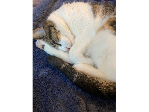 Sleepy bean :3