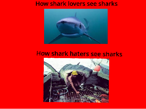 Shark lovers vs shark haters