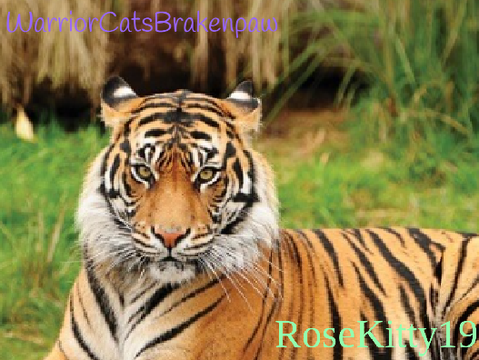~ Sign To Save Tigers ~ remix