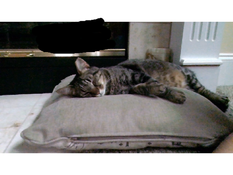 CAT REVEAL BABEYYYYYYYYYYYY