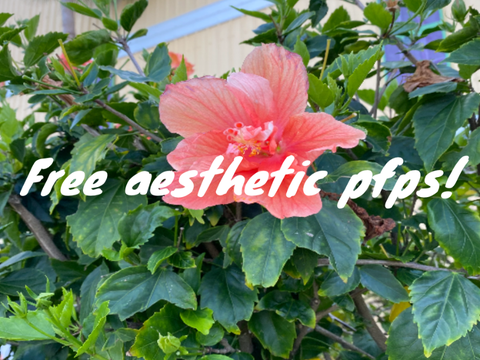 Free aesthetic pfps