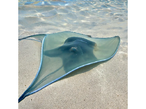 Glass manta ray