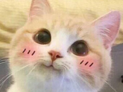 ᓚᘏᗢ