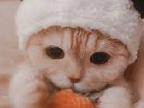 ᓚᘏᗢ