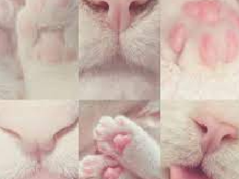 ᓚᘏᗢ