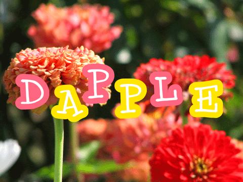 DAPPLE